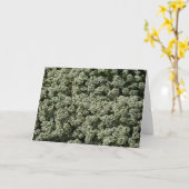 Carte Fleurs d'Alyssum doux Floral blanc (Fleur jaune)