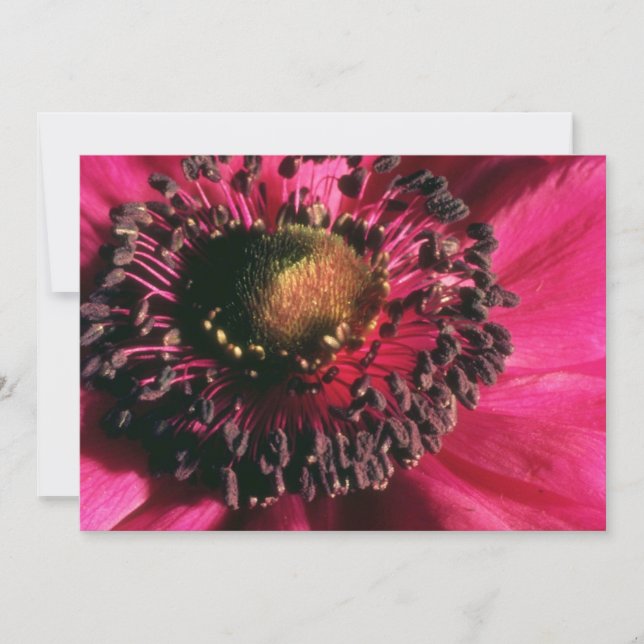 Carte Fleurs d'anémone rouge (Devant)