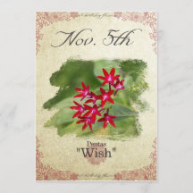 Fleurs d'anniversaire le 5 novembre "Pentas"