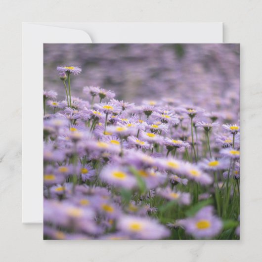 Carte Fleurs d'aster violet (Devant)
