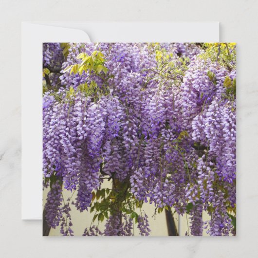 Carte Fleurs de bisteria violet (Devant)