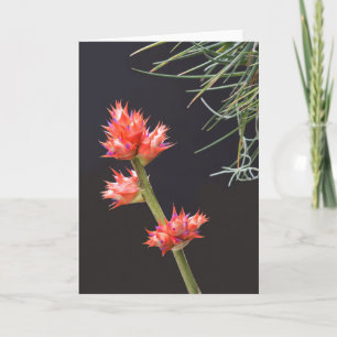 Carte Fleurs de broméliade et tige