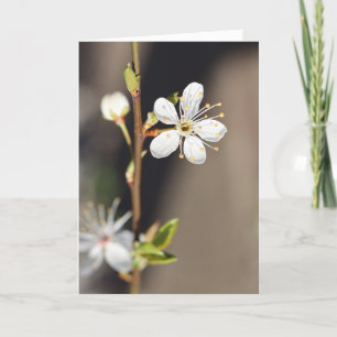 Carte Fleurs de cerisiers blancs