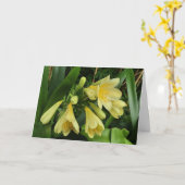 Carte Fleurs de clivea jaune (Fleur jaune)