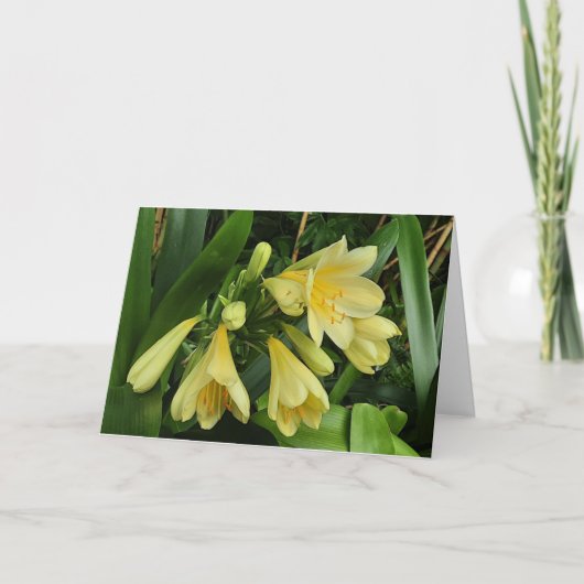 Carte Fleurs de clivea jaune (Devant)