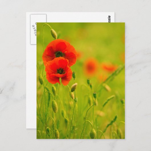 Carte - fleurs de coquelicots (Devant / Derrière)
