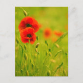 Carte - fleurs de coquelicots (Devant)