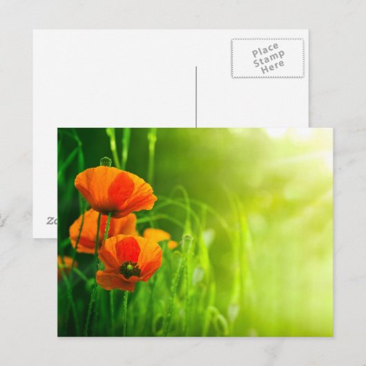 Carte - fleurs de coquelicots (Devant / Derrière)