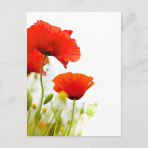 Carte - fleurs de coquelicots fond blanc