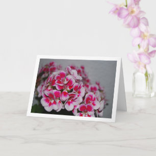 Carte Fleurs de géranium rose, portrait floral