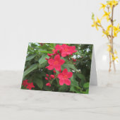 Carte Fleurs de Jatropha rouges (Fleur jaune)