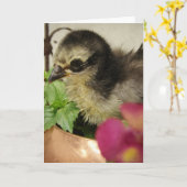 Carte Fleurs de la poule aux puces (Fleur jaune)