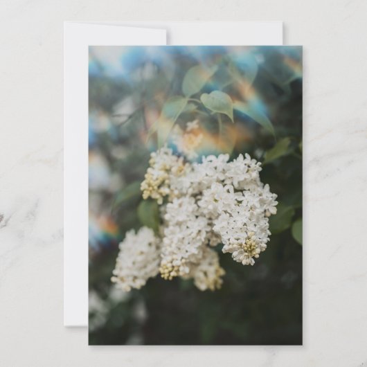 Carte Fleurs de Lilas Blanc avec Éclat Arc-en-Ciel (Devant)