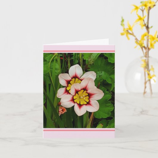 Carte Fleurs de Sparaxis (Fleur jaune)