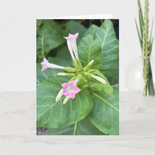 Carte Fleurs de tabac