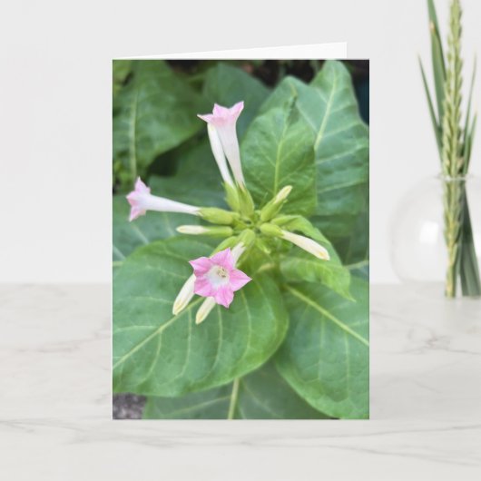 Carte Fleurs de tabac (Devant)