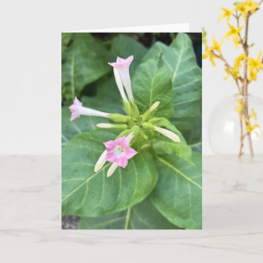 Carte Fleurs de tabac (Fleur jaune)
