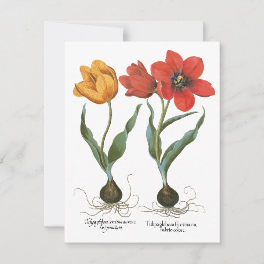 Carte Fleurs de tulipe printanière vintages par Basilius (Devant)