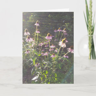 Carte Fleurs d'échinacée au soleil
