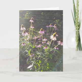 Carte Fleurs d'échinacée au soleil