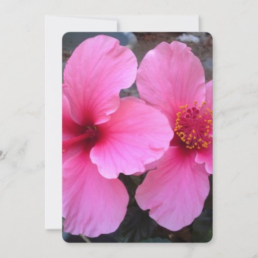 Carte Fleurs d'Hibiscus roses (Devant)