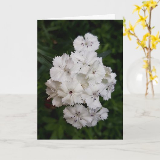 Carte Fleurs d'oeillets blanches (Fleur jaune)