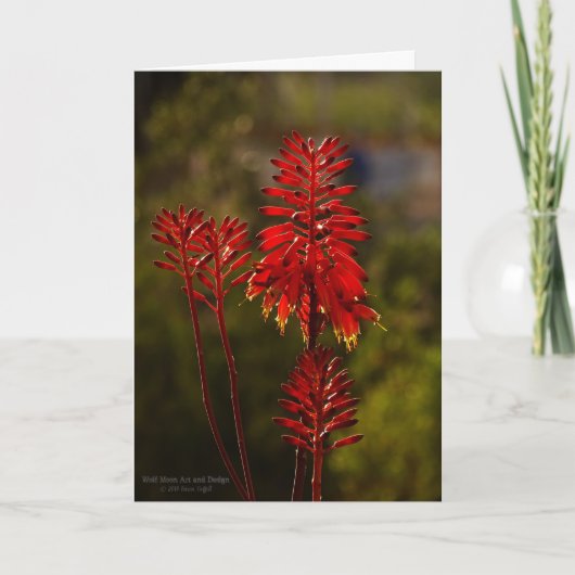Carte Fleurs en Aloe Rouge Lumineux Vera (Devant)