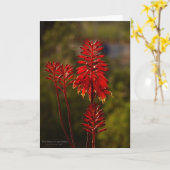 Carte Fleurs en Aloe Rouge Lumineux Vera (Fleur jaune)