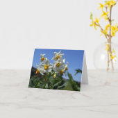 Carte Fleurs étoilées Solanum tuberosum (Fleur jaune)