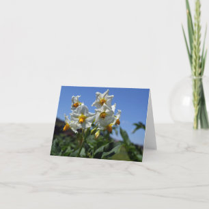 Carte Fleurs étoilées Solanum tuberosum
