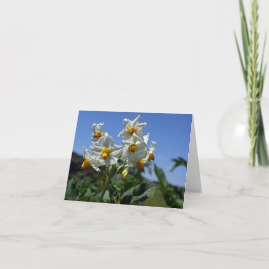 Carte Fleurs étoilées Solanum tuberosum (Devant)