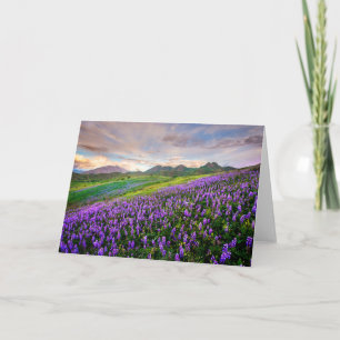 Carte Fleurs Fleurs sauvages californiens