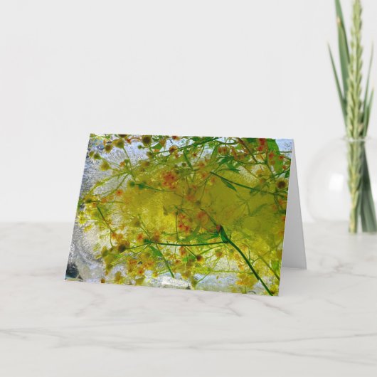 Carte Fleurs glacées, (Devant)