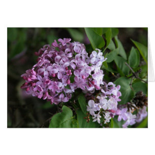 Carte, "FLEURS LILAS "