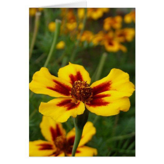 Carte Fleurs Marigold (Devant)