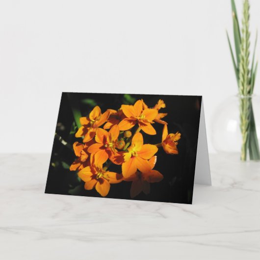 Carte Fleurs orange (Devant)