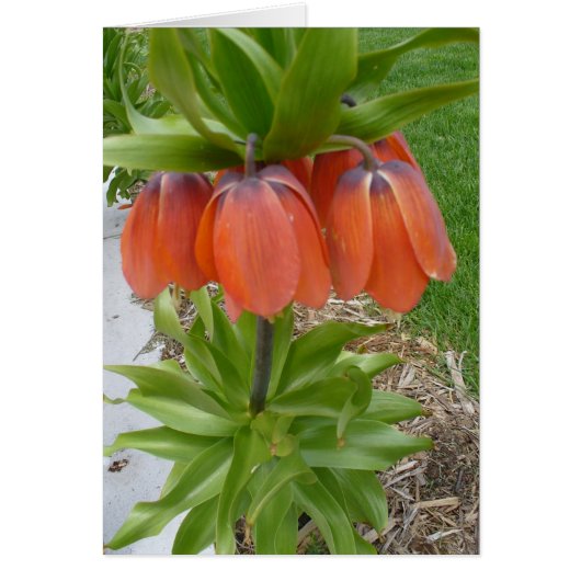 Carte Fleurs Orange Fritillaria Imperiali (Devant)