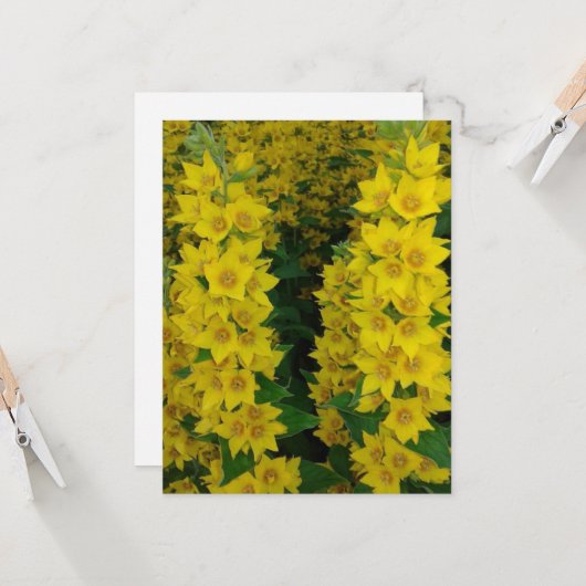 Carte Fleurs pérennes du Delphinium jaune (Devant/Arrière en situation)