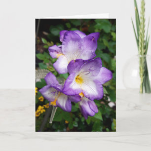 Carte Fleurs Purple Freesia