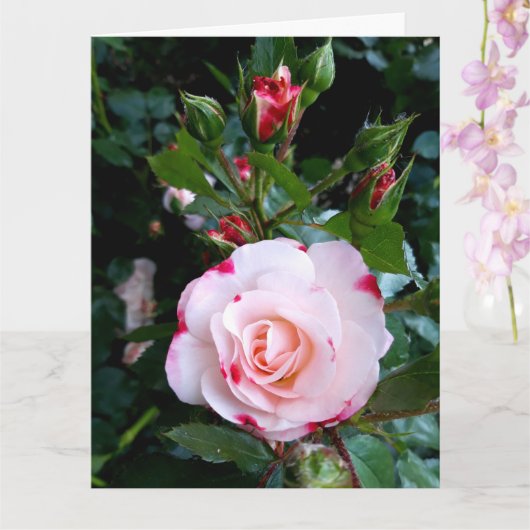 Carte Fleurs roses, Roses Blanches Rouge Rose (Orchidée)
