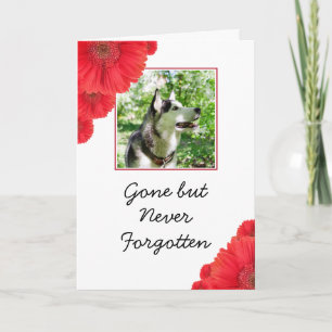 Carte Fleurs rouges chic Sympathie photo animal