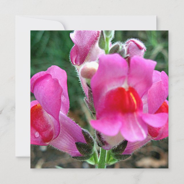 Carte Fleurs Snapdragon Rose (Devant)