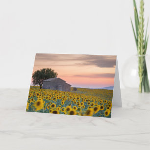 Carte Fleurs Sunflower Field Provence, France