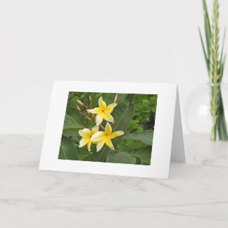 Carte Fleurs tropicales de Plumeria jaune vierge