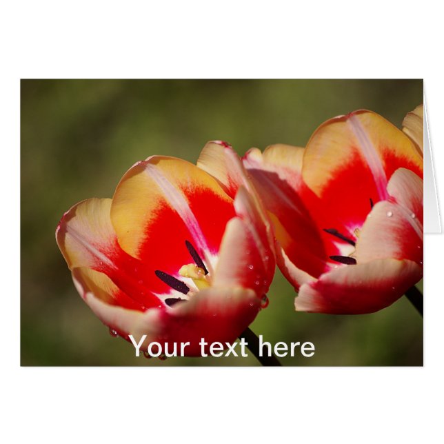 Carte Fleurs Tulip (Devant horizontal)