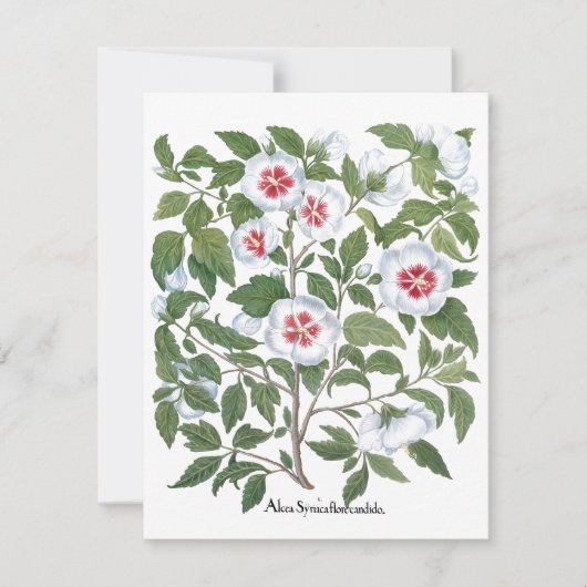 Carte Fleurs vintages d'Hibiscus par Basilius Besler (Devant)