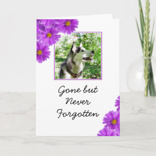 Carte Fleurs violettes chic Sympathie photo animal
