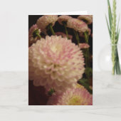 Carte Fleurs Zinnia roses (Devant)