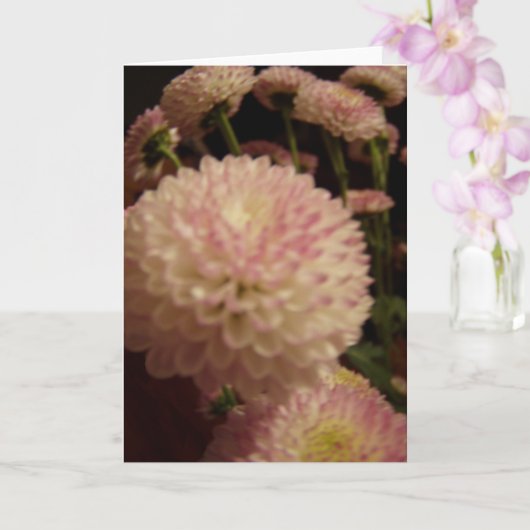 Carte Fleurs Zinnia roses (Orchidée)