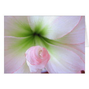 Carte "Flora Tenera"